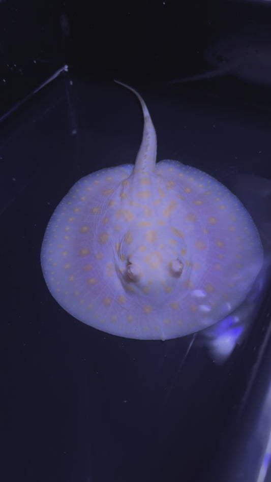 Female Black Diamond Albino Hybrid