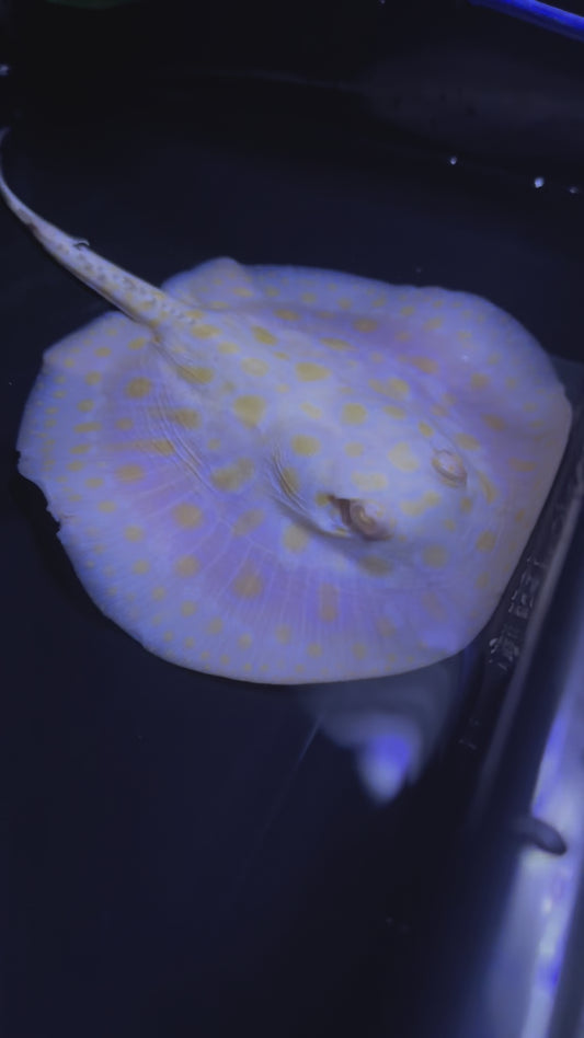 Black Diamond Albino